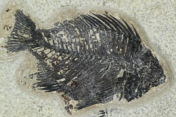 Bargain, Fossil Fish (Cockerellites) - Green River Formation #129670
